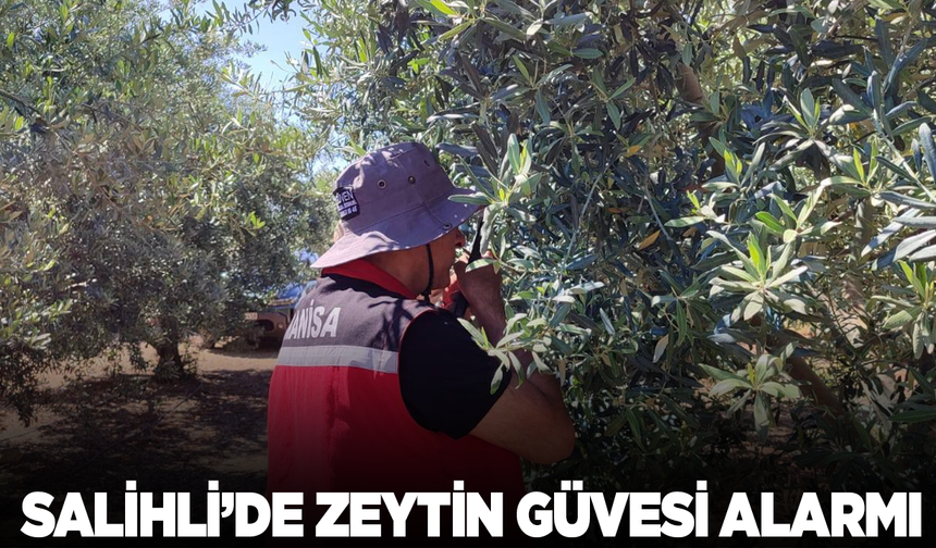 Salihli’de ‘zeytin güvesi’ alarmı