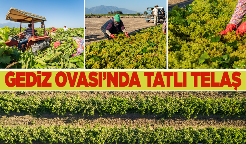 Gediz Ovasında tatlı telaş