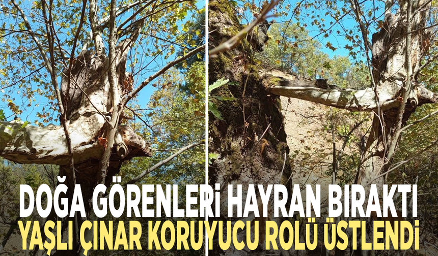 Doğa görenleri hayran bıraktı: Yaşlı çınar koruyucu rolü üstlendi
