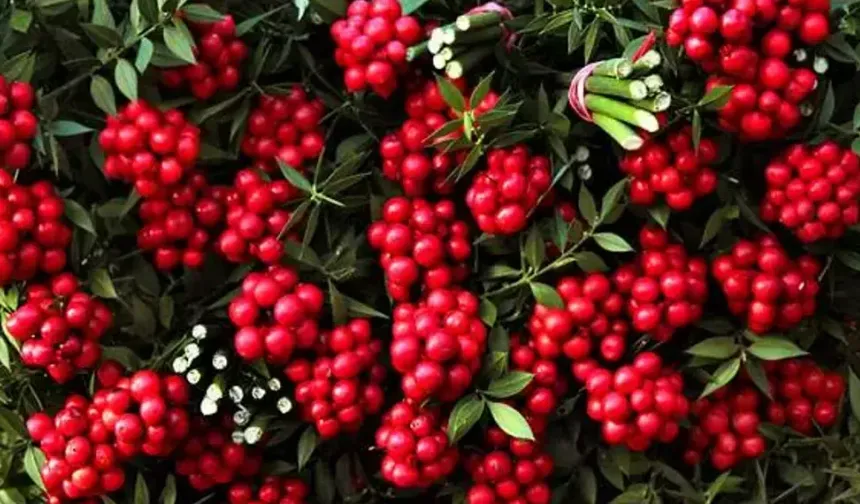 2026'ya geri sayım başladı: Kokina fiyatları ne kadar?