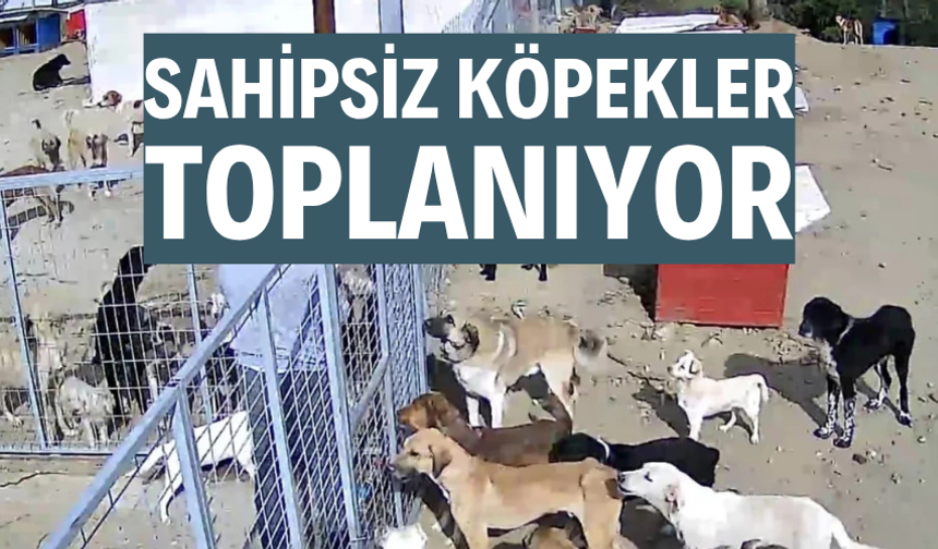 Sahipsiz köpekler toplanıyor