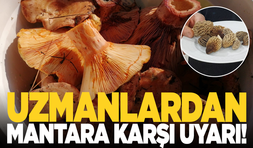 Uzmanından doğadaki mantarlarla ilgili uyarı