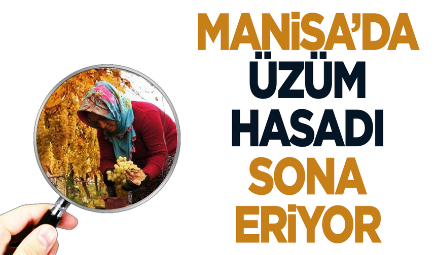 Manisa'da üzüm hasadında sona yaklaşıldı