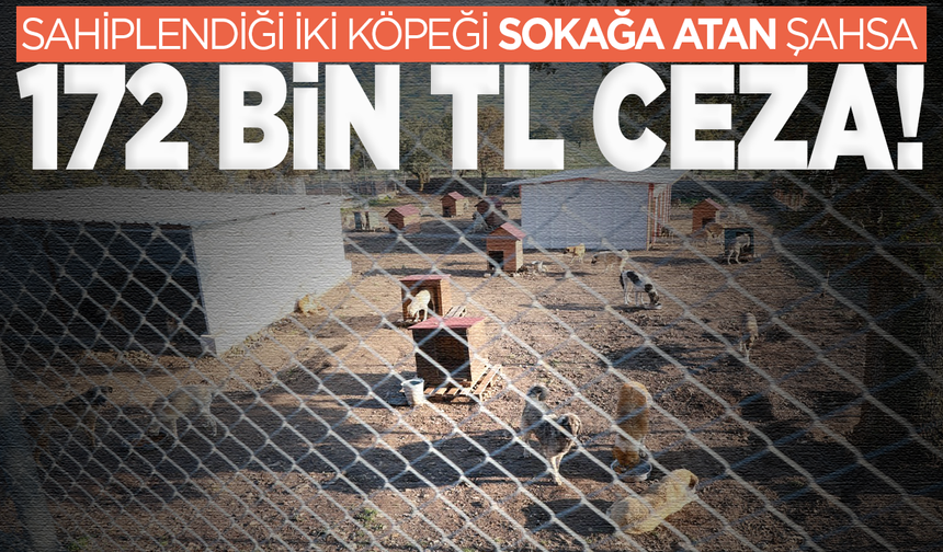 Manisa'da sahiplendiği iki köpeği sokağa atan şahsa 172 bin TL ceza