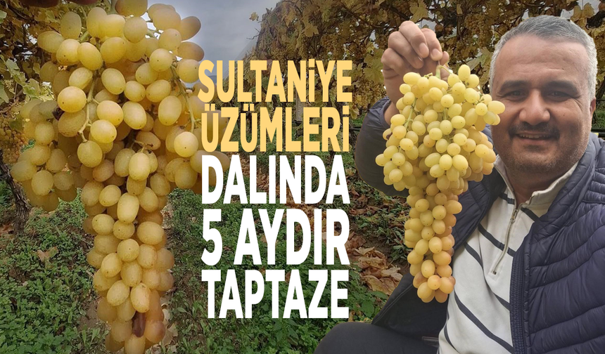 Sultaniye üzümleri dalında 5 aydır taptaze