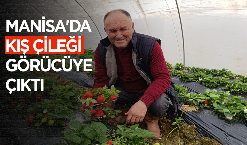 Manisa'da kış çileği görücüye çıktı