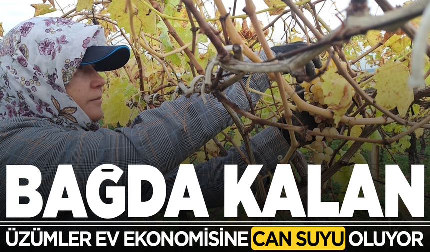 Bağda kalan üzümler ev ekonomisine can suyu oluyor