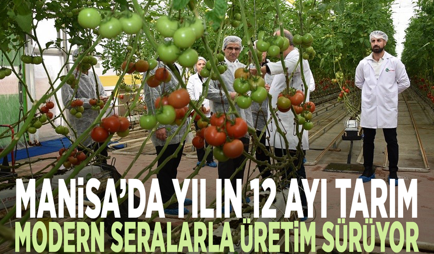 Manisa’da yılın 12 ayı tarım... Modern seralarla üretim sürüyor