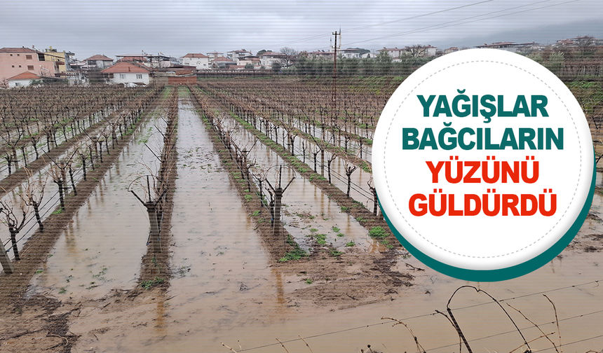 Manisa'da etkili olan yağış bağcıların yüzünü güldürdü