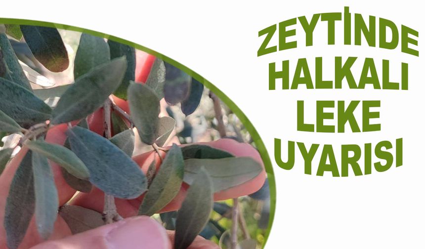 Salihli’de Zeytin Üreticilerine “Halkalı Leke” Uyarısı