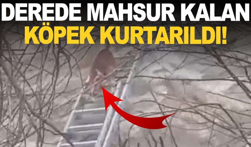 Manisa'da derede mahsur kalan köpek kurtarıldı