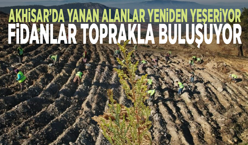 Akhisar’da yanan alanlar yeniden yeşeriyor, fidanlar toprakla buluşuyor