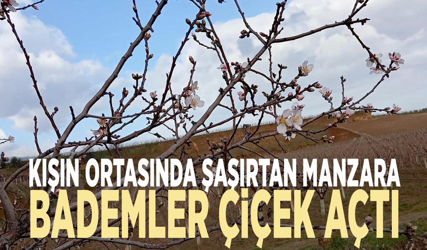 Kışın ortasında şaşırtan manzara: Bademler çiçek açtı