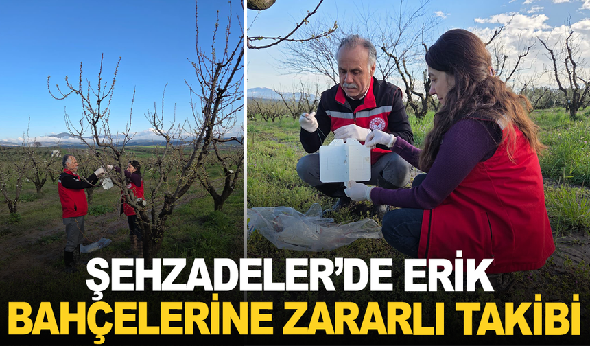 Şehzadeler’de Erik Bahçelerine Zararlı Takibi
