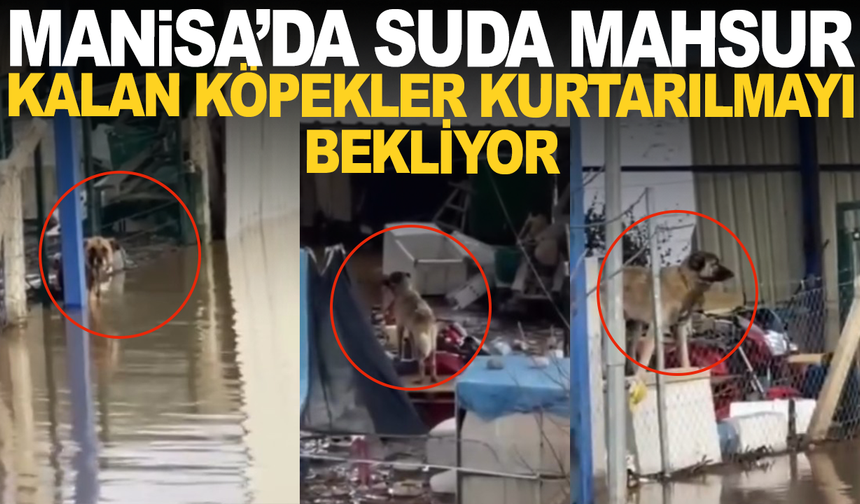 Manisa'da su içinde mahsur kalan köpeklerin hali içleri sızlattı