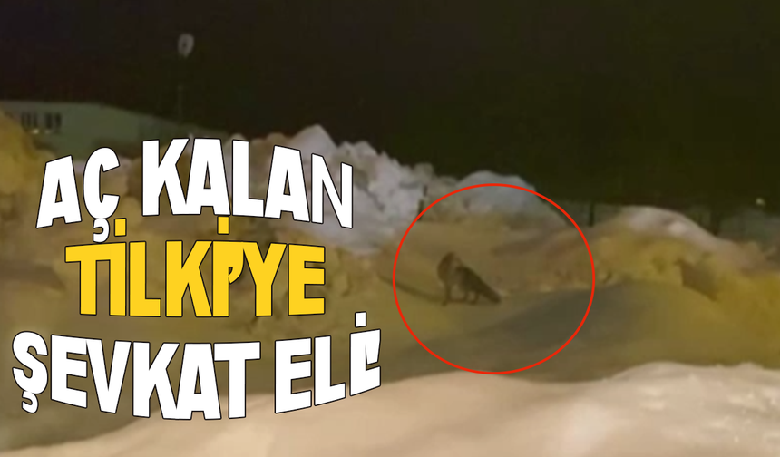 Aç kalan tilkiye yardım eli