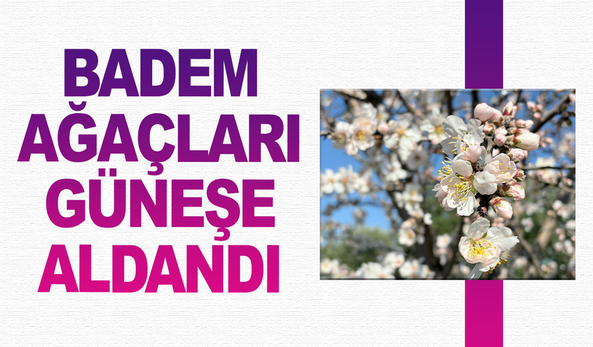Erken çiçek açan badem ağaçları üreticiyi tedirgin etti