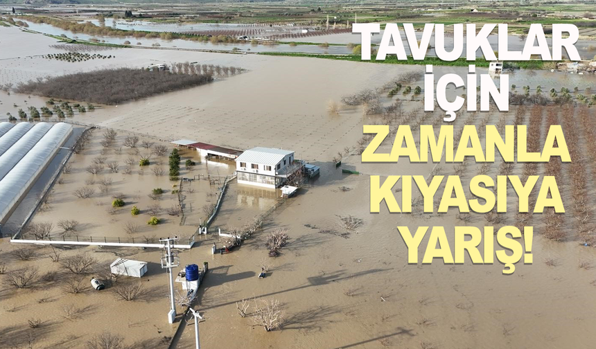İzmir İtfaiyesi tavuk çiftliğinde mahsur kalan hayvanlar için zamanla yarıştı