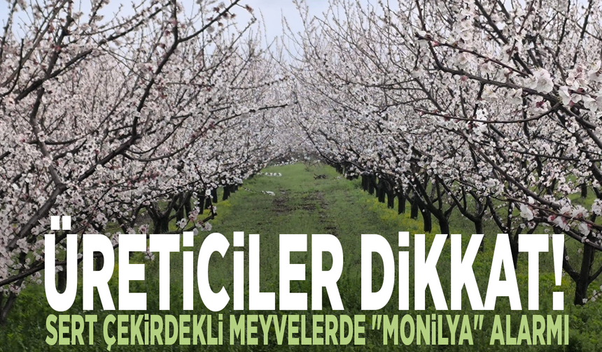 Üreticiler dikkat! Sert çekirdekli meyvelerde "monilya" alarmı