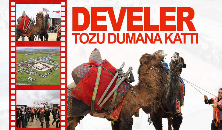 Saruhanlı’da Geleneksel Deve Güreşi Coşkusu: Develer Kıyasıya Kapıştı