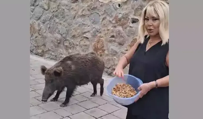 Safiye Soyman kapısına gelen domuzu elleriyle besledi