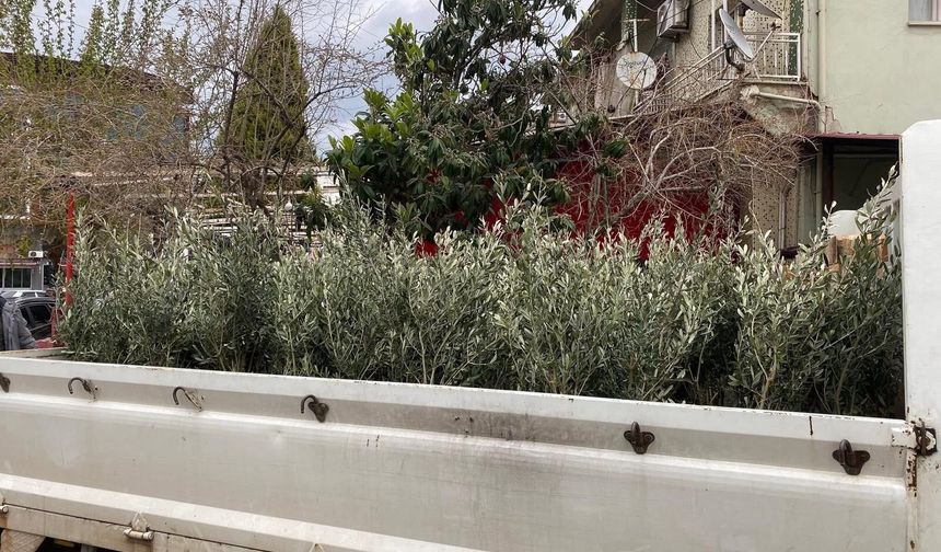 İlçede Trilye zeytin fidanına yoğun ilgi