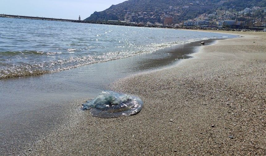 Balıkçıların kabusu oldular