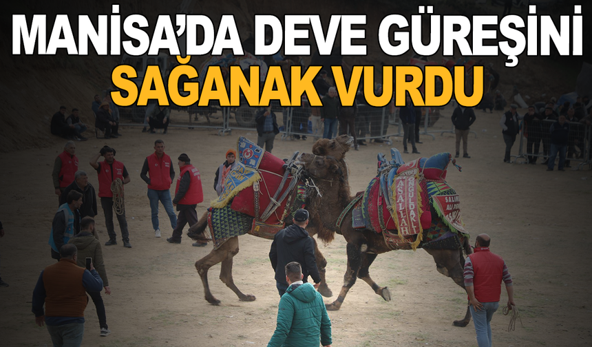 Turgutlu’da Deve Güreşleri Yağış Nedeniyle İptal Edildi