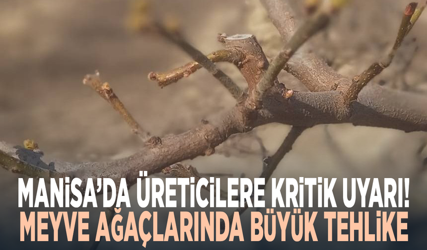 Manisa’da üreticilere kritik uyarı! Meyve ağaçlarında büyük tehlike