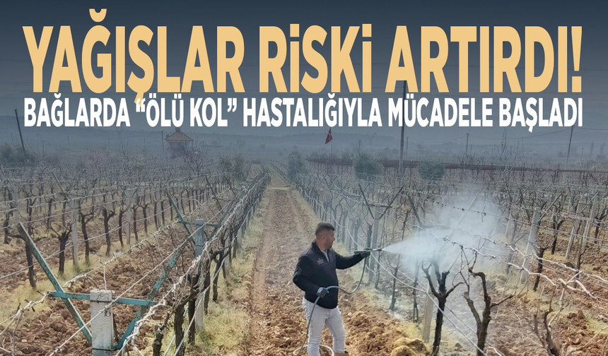 Yağışlar riski artırdı... Bağlarda “ölü kol” hastalığıyla mücadele başladı