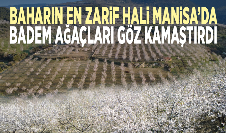 Baharın en zarif hali Manisa’da... Badem ağaçları göz kamaştırdı