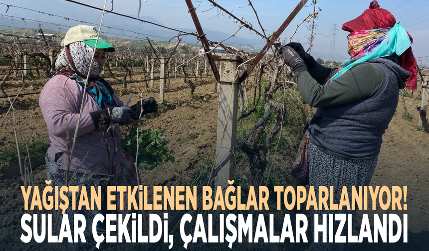 Yağıştan etkilenen bağlar toparlanıyor! Sular çekildi, çalışmalar hızlandı