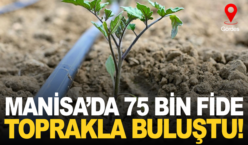 Manisa'da  73 Bin Domates Fidesi Toprakla Buluşuyor