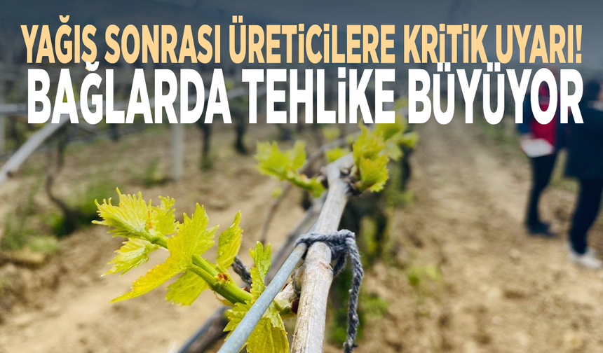 Yağış sonrası üreticilere kritik uyarı! Bağlarda tehlike büyüyor