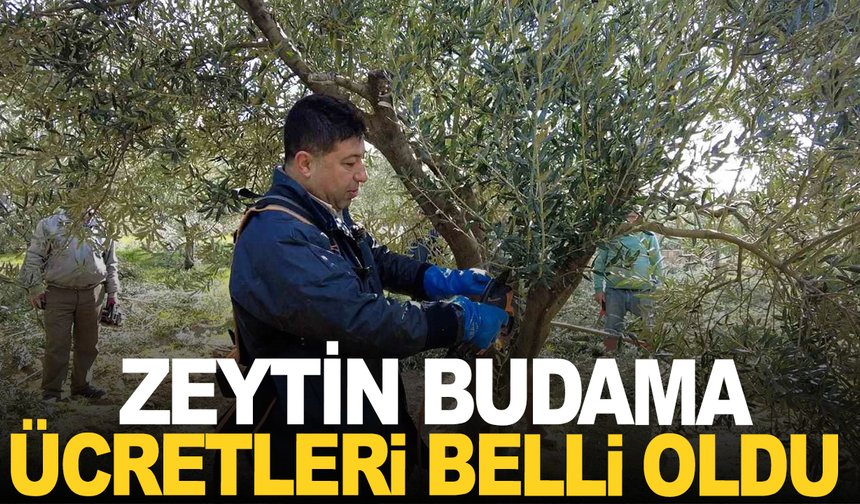 Manisa'da zeytin budama ücretleri belli oldu