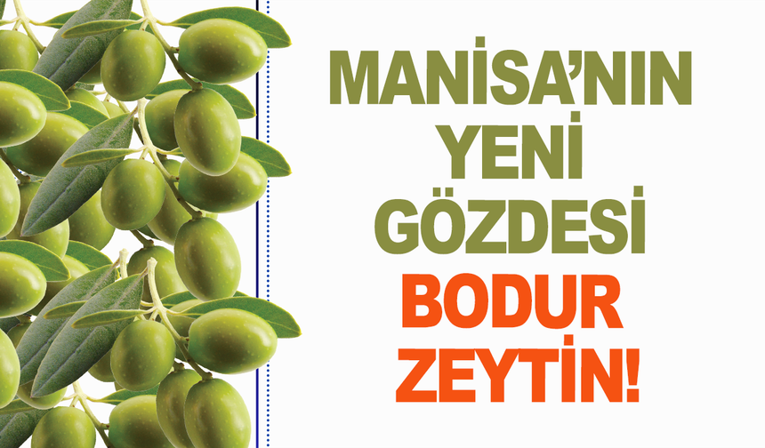 Manisa'da bodur zeytin dönemi: Oldukça yüksek verimi var!