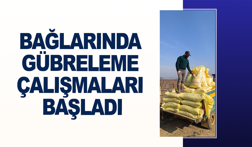 Sarıgöl bağlarında gübreleme çalışmaları başladı