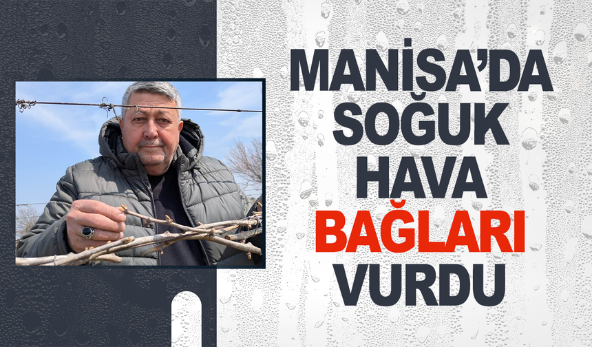 Manisa'da soğuk hava bağlara zarar verdi