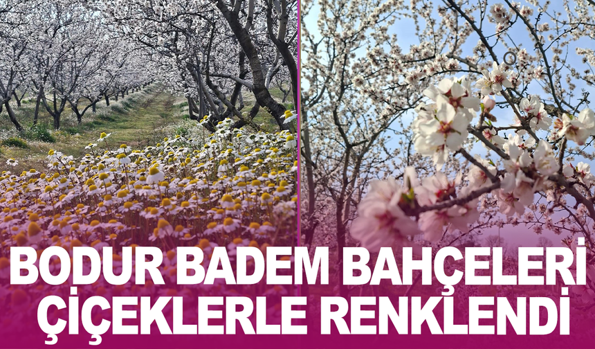İlçede Doğanın Uyanışı: Badem ve Papatya Cümbüşü
