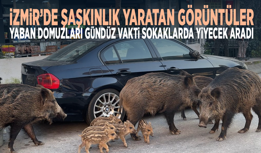 İzmir’de şaşkınlık yaratan görüntüler: Yaban domuzları gündüz vakti sokaklarda yiyecek aradı