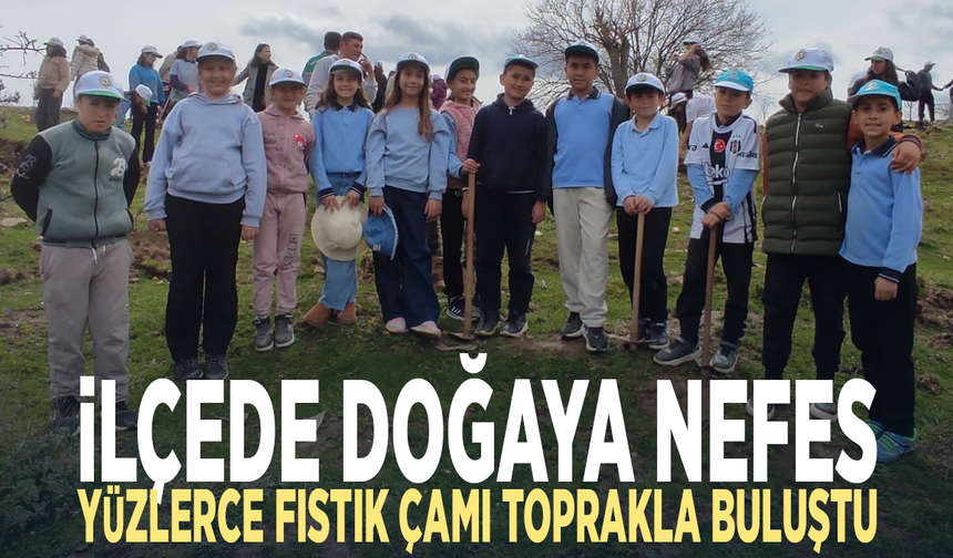 İlçede doğaya nefes... Yüzlerce fıstık çamı toprakla buluştu