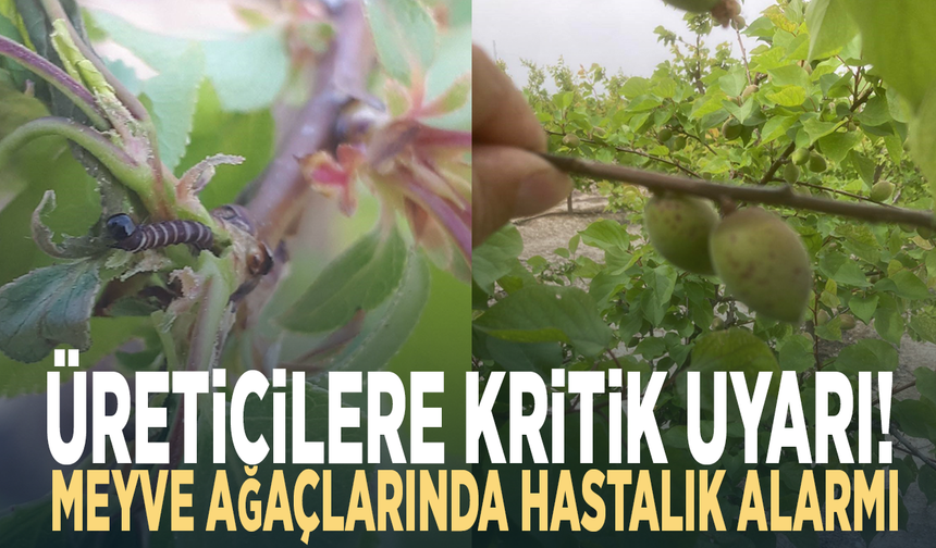 Üreticilere kritik uyarı! Meyve ağaçlarında hastalık alarmı