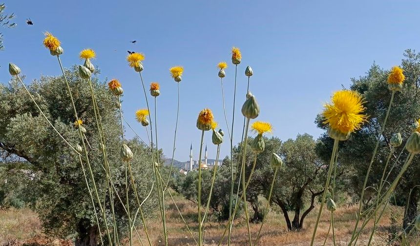 Doğaseverlerden Tülüşah için "acil koruma" çağrısı