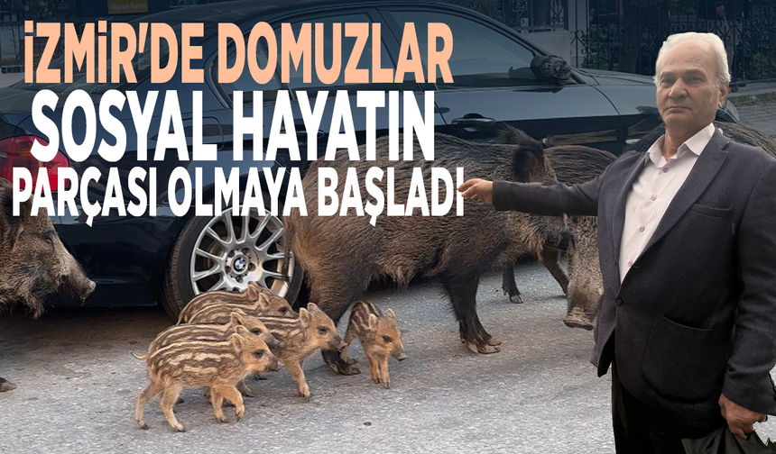 İzmir'de domuzlar sosyal hayatın parçası olmaya başladı