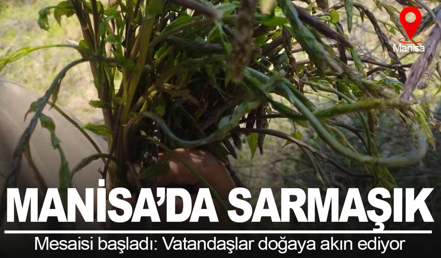 Manisa'da sarmaşık mesaisi başladı: Vatandaşlar doğaya akın etti