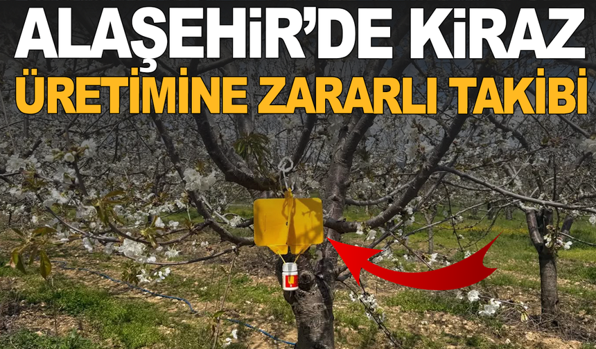 Alaşehir’de Kiraz Üretimine Zararlı Takibi