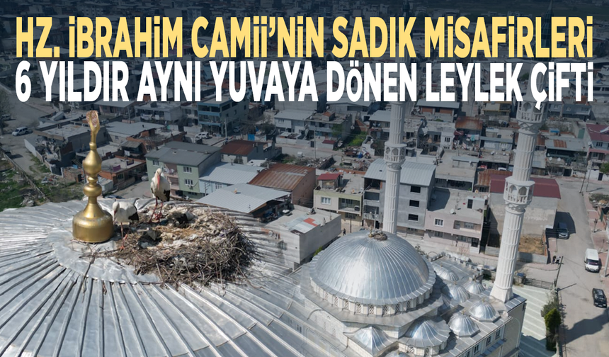 Hz. İbrahim Camii’nin sadık misafirleri.. 6 yıldır aynı yuvaya dönen leylek çifti