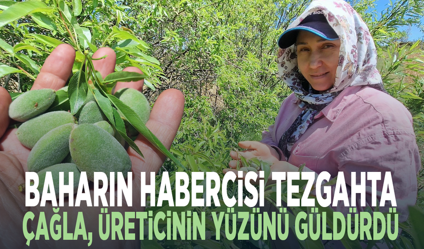 Baharın habercisi tezgâhta... Çağla üreticinin yüzünü güldürdü