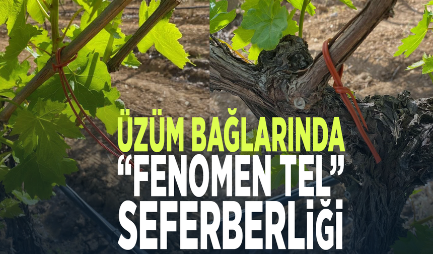 Üzüm bağlarında “Fenomen Tel” seferberliği!