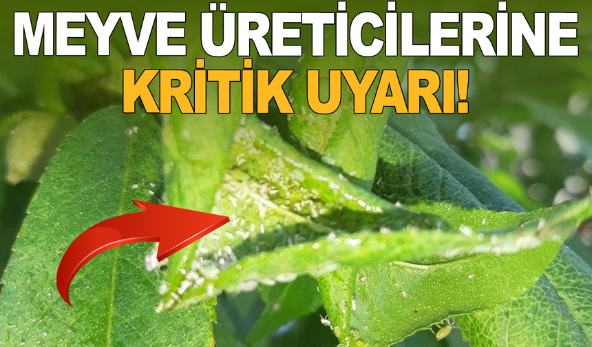 Manisa'da erik, kayısı, badem ve şeftali üreticileri dikkat!